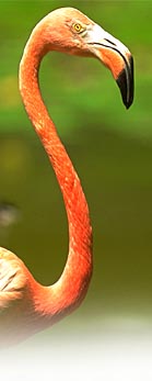 flamingo.jpg
